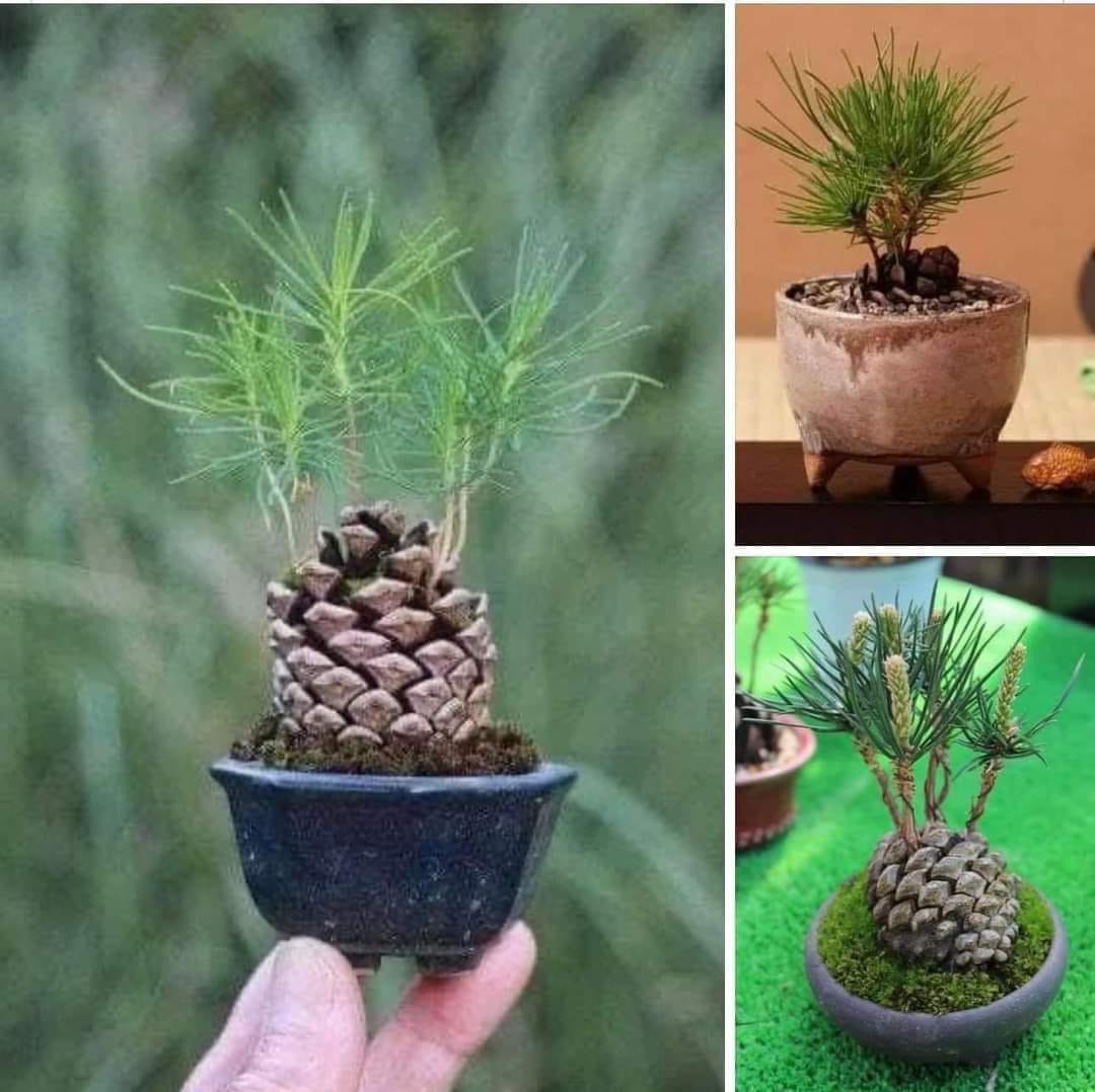 1. Ve al bosque. Llévate una piña a casa.🌲🌲🌲 2. Coloque el cono en una ...
