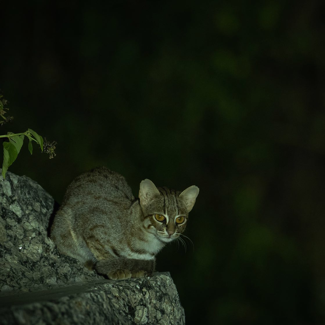Giri - A rare and elusive Rusty Spotted Cat, one of the smallest cats ...