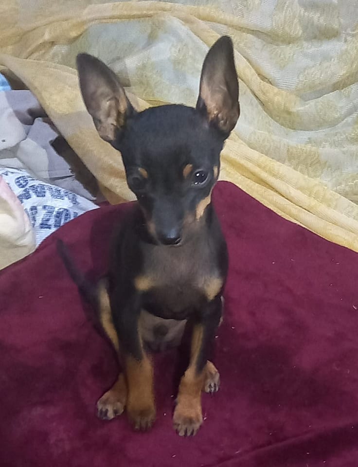 PERROS DE BUENA RAZA SOLO COCHABAMBA | Facebook