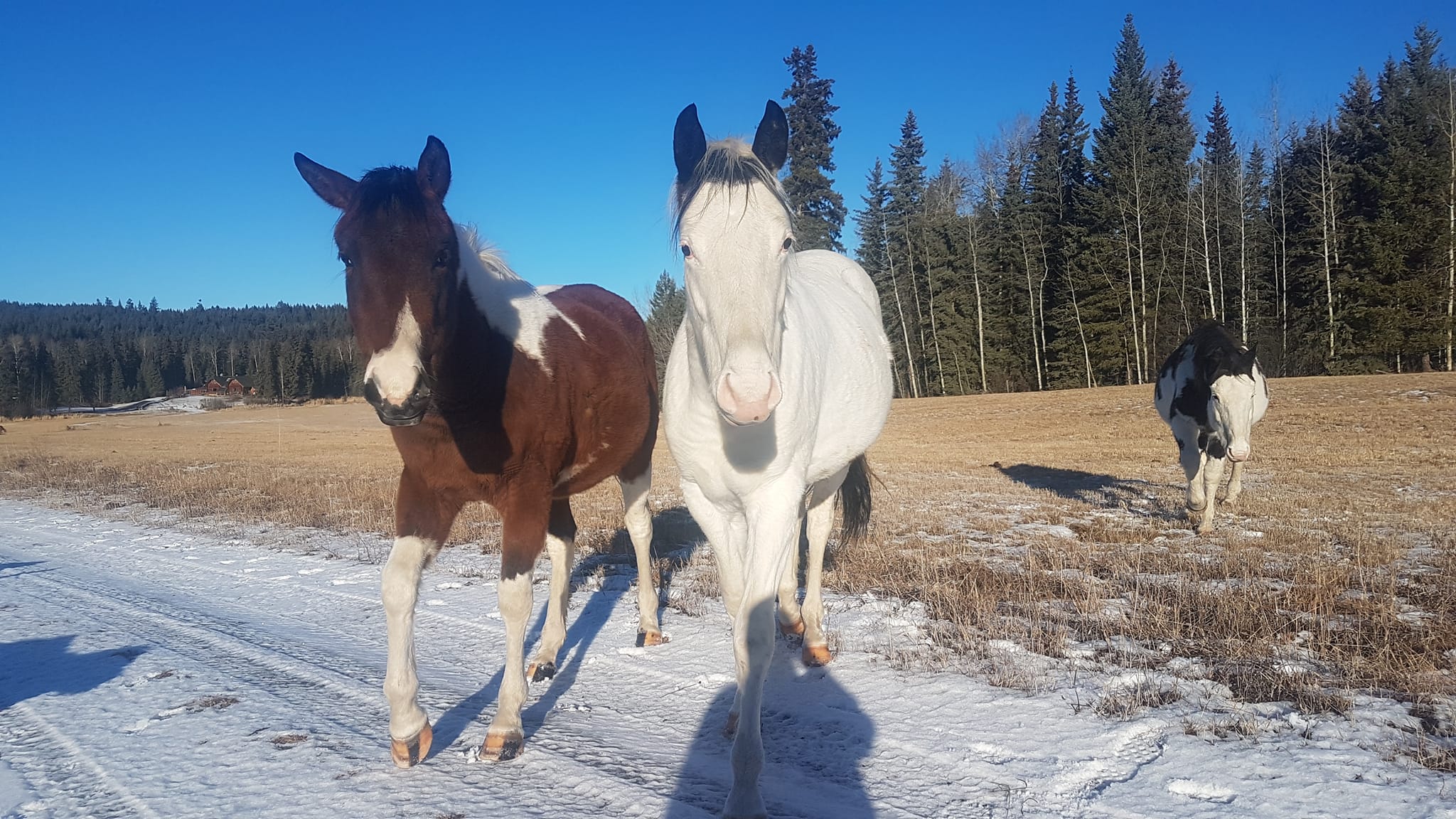 Chazon is sure turning out to be tall... - Sunset Ridge Ranch | Facebook