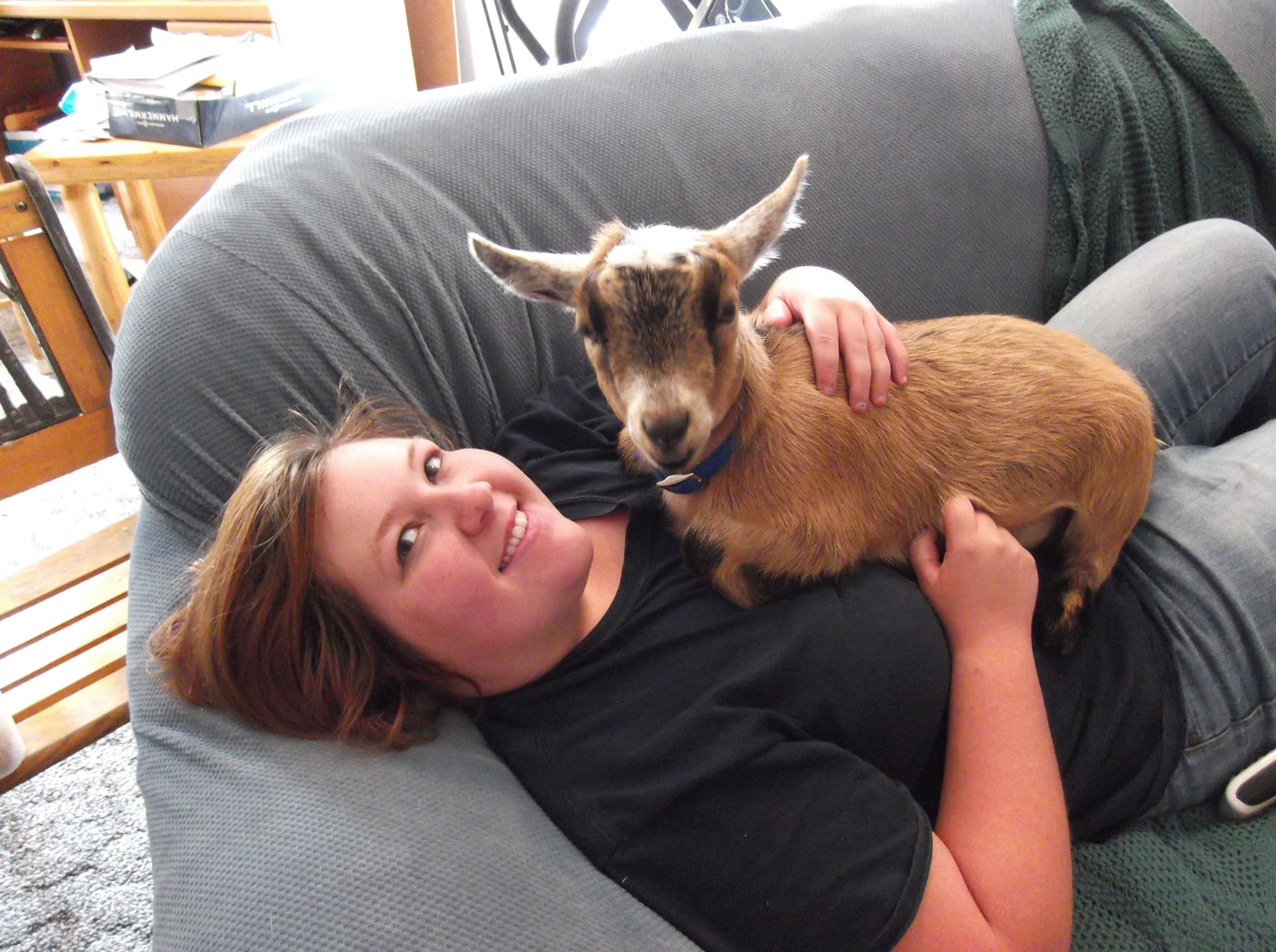 Baters Pride Pygmy Goats | Chelsea MI