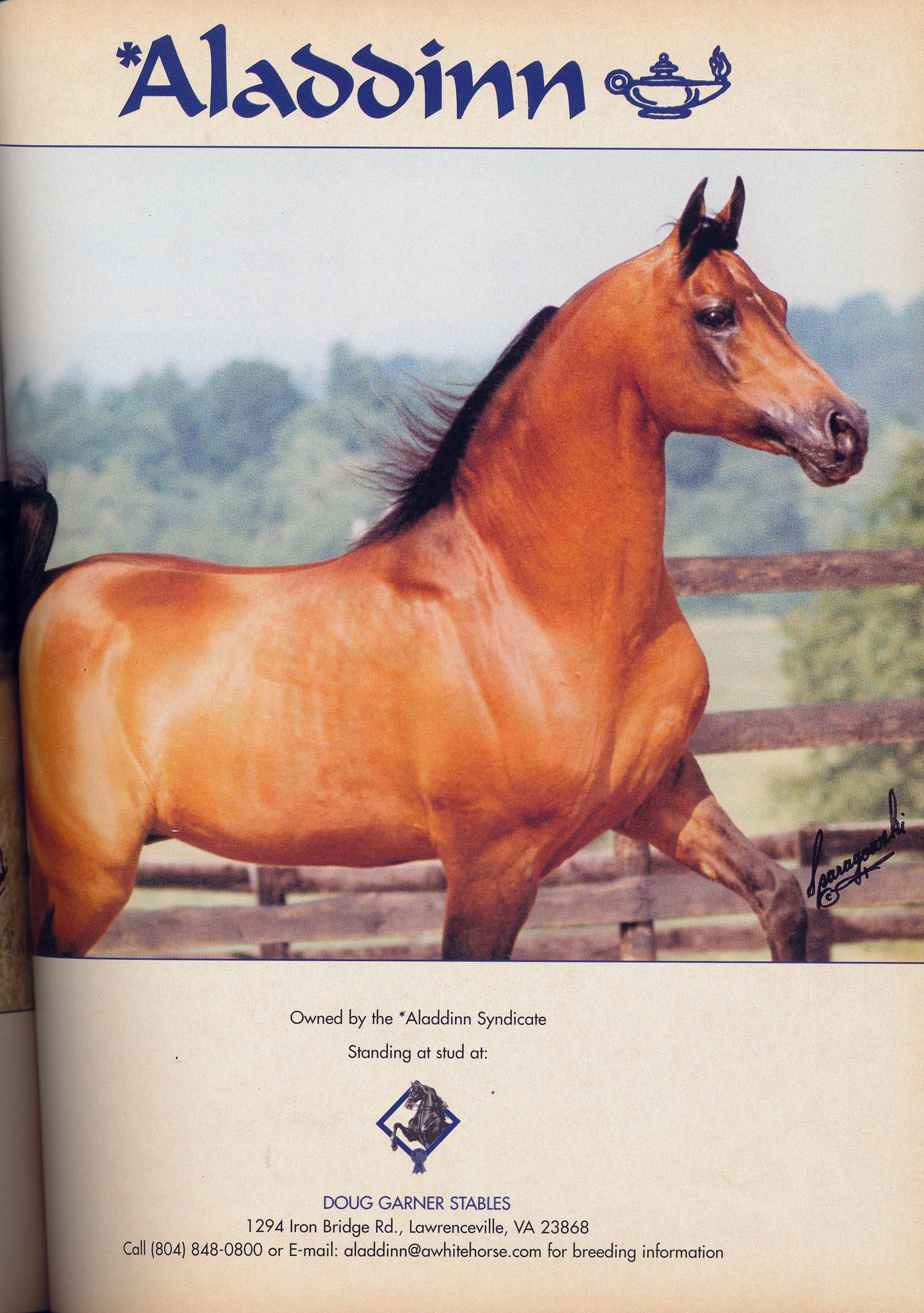 Aladdinn in Arabian Horse World January 1997