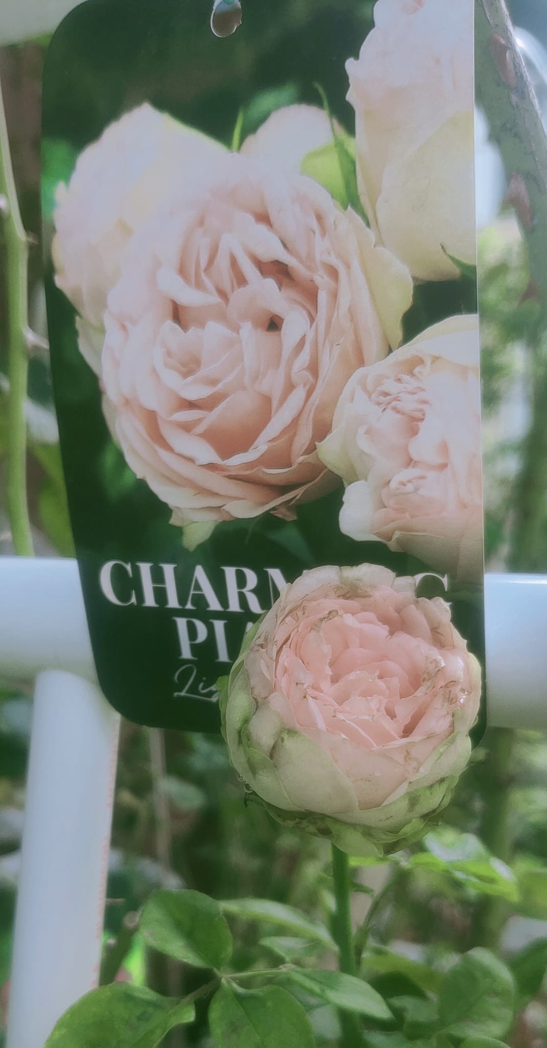 Wichy Volky - #CharmingPiano ปลูกกุหลาบได้ดอกบัว... | Facebook