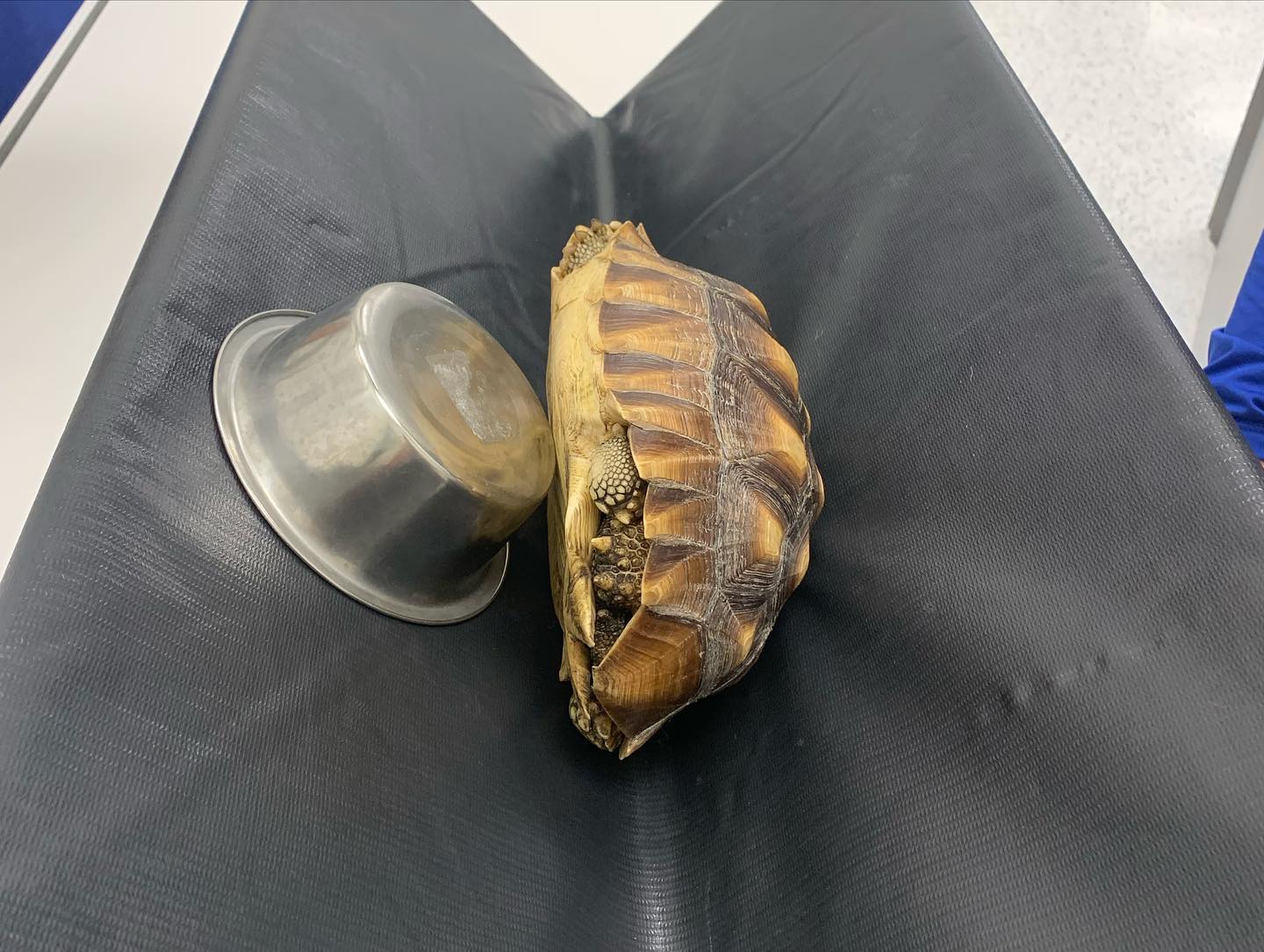 What species does this... - Aloha Veterinary Hospital | Facebook
