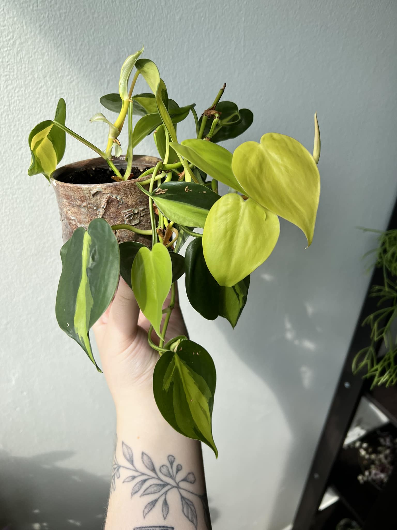 Why are my philodendron brasil leaves light green?