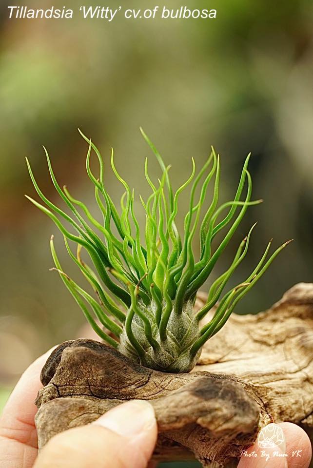 Tillandsia 'Witty' cv.of bulbosa