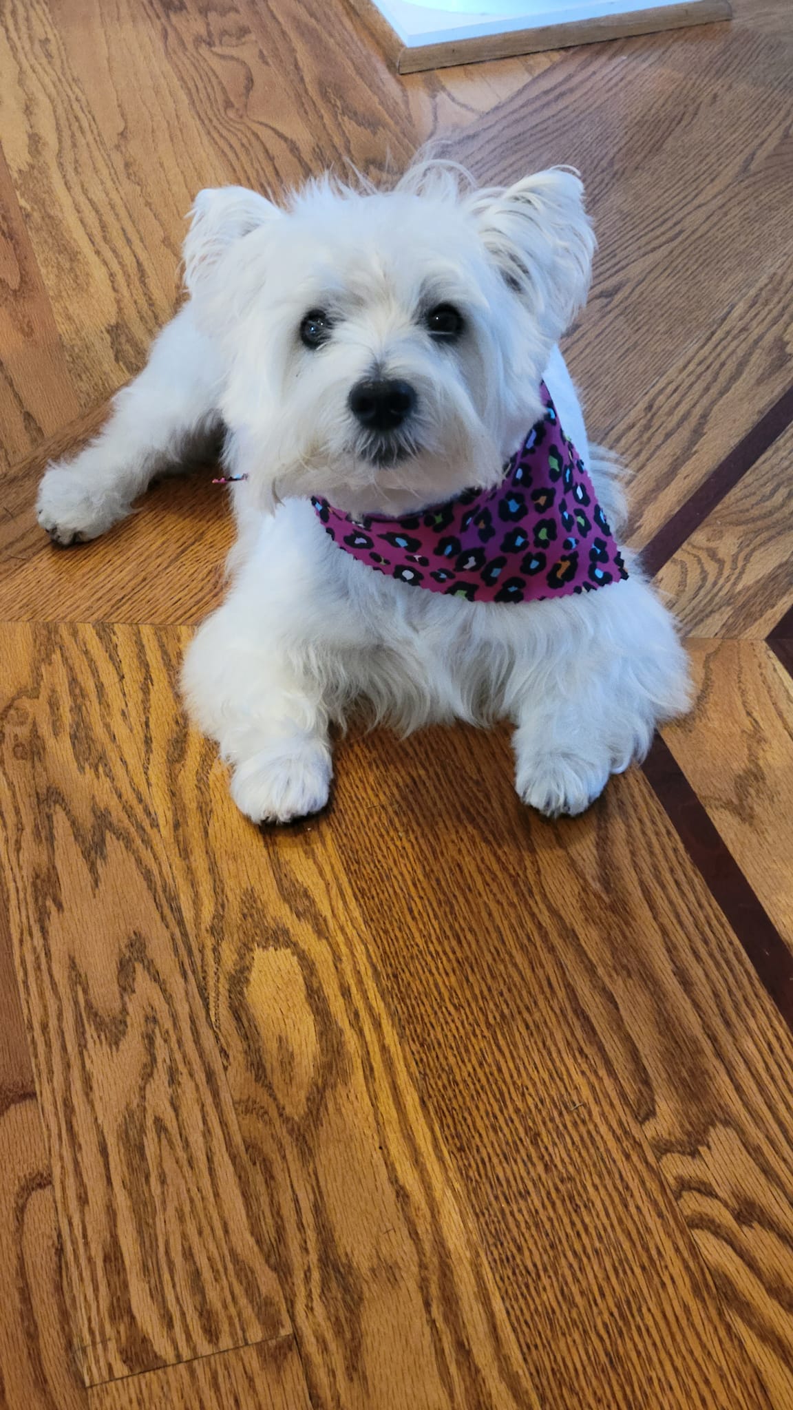 Westie Highland Terrier Lovers and Adoption | We picked up our new baby ...