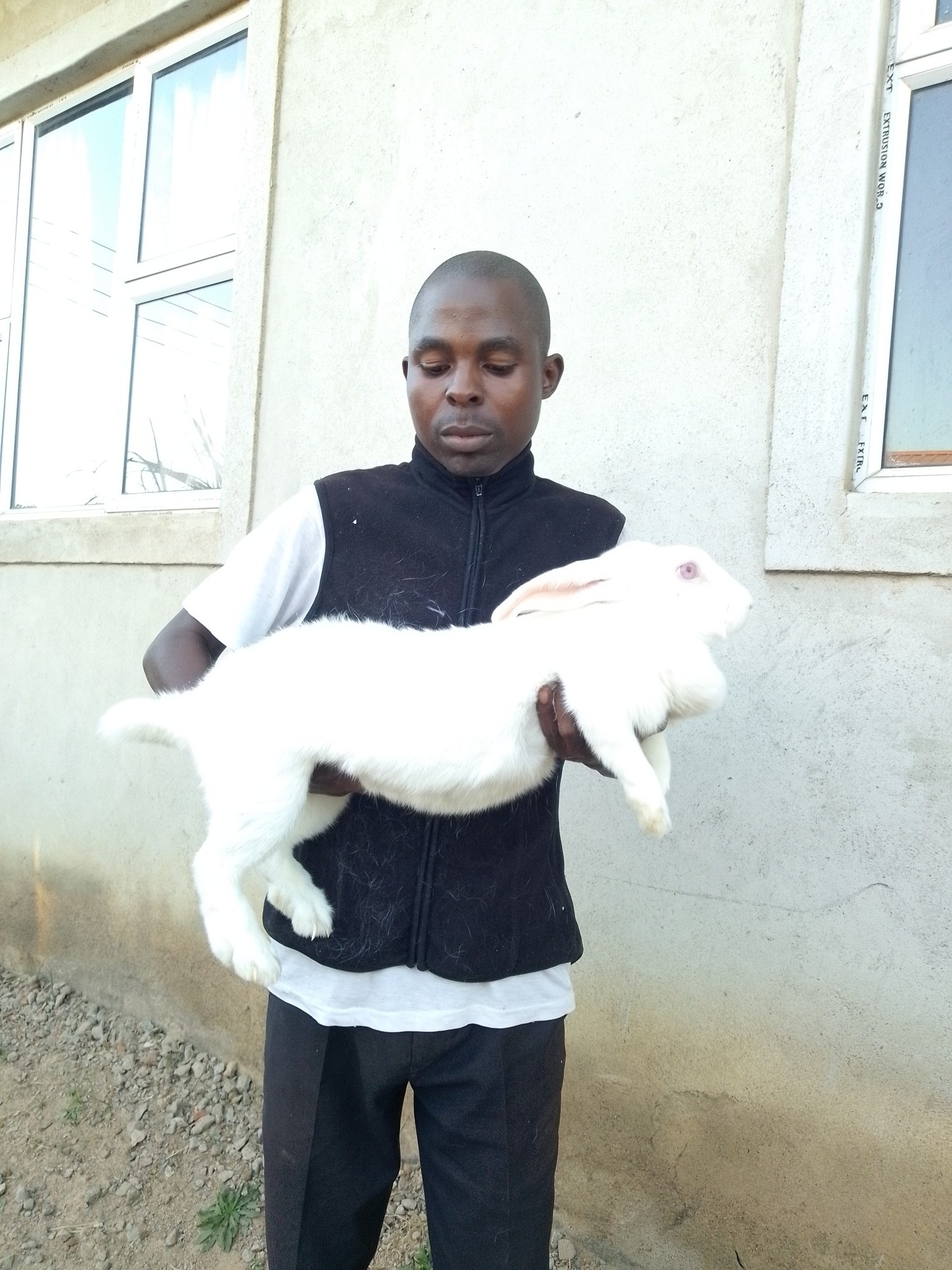 Tsuro-Rabbit Farming | Harare