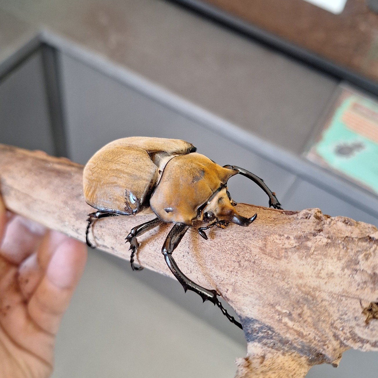 The Bug - Freshly emerged elephant beetle! (Megasoma elephas elephas ...