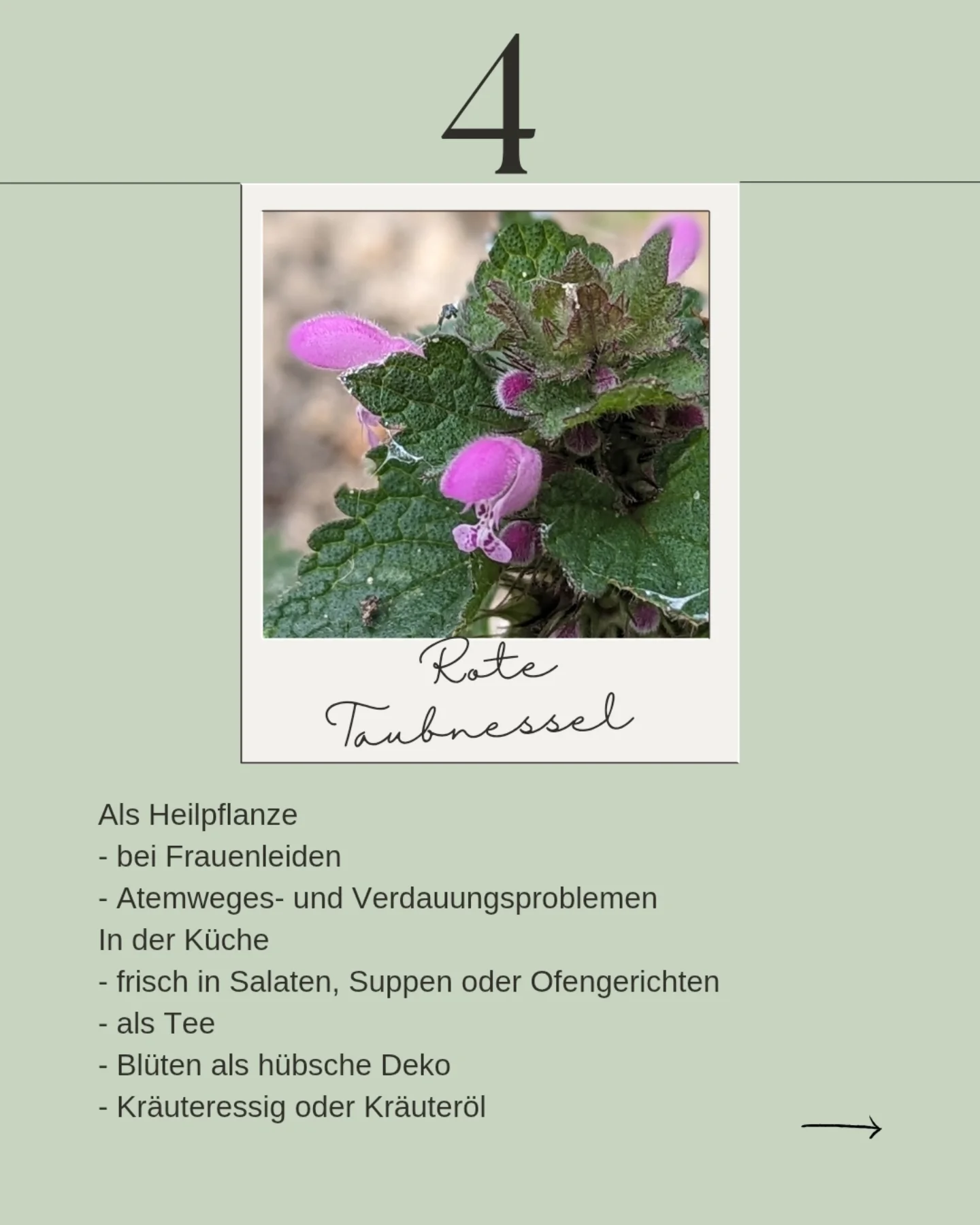 Spreewaldkraut | Lübbenau