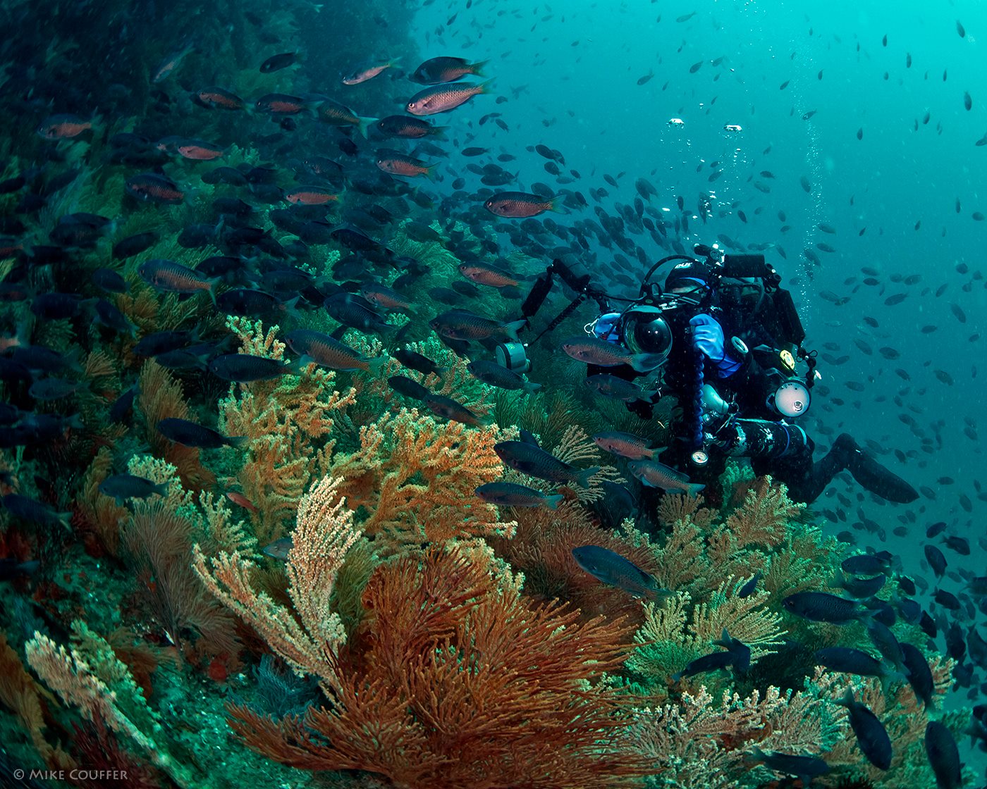 SoCal Underwater Photographers | Dana Rodda at Pedestal Rock, Back Side ...