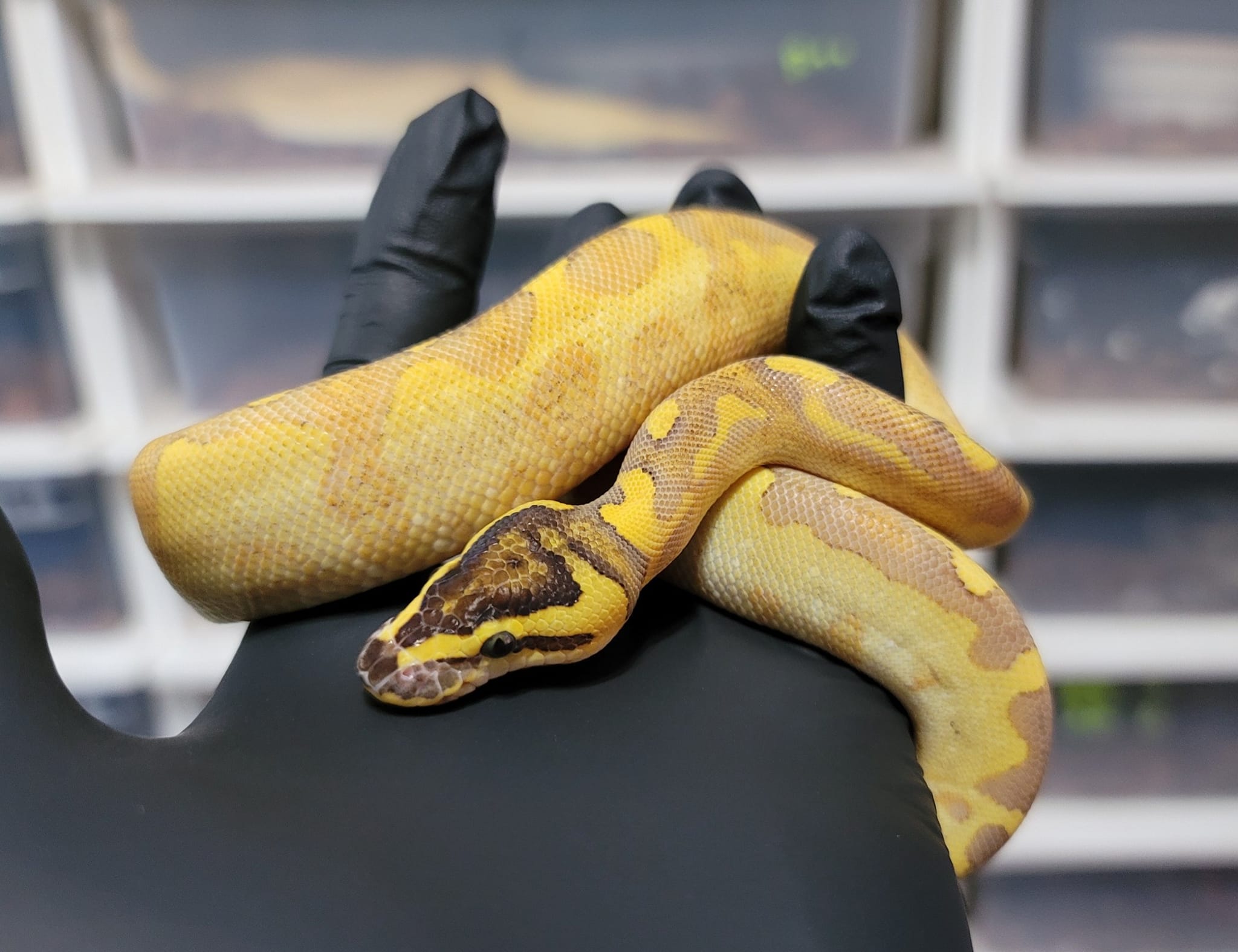 Postal Pythons | Daytona Beach FL