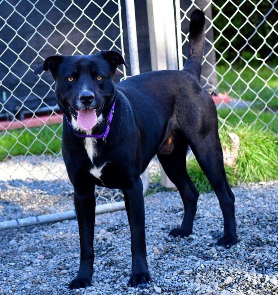 Mila’s - Meet Major! He is 2-3 years old & weighs 77 lbs. He looks to ...