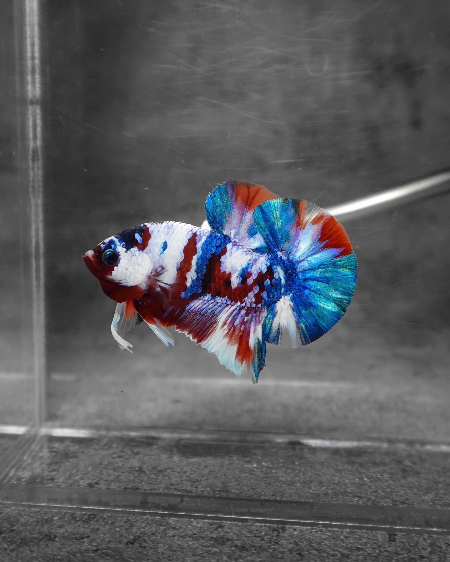 Tropicflow - 💥 Chasing the Rarest Genes… Koi Red Cloud... | Facebook