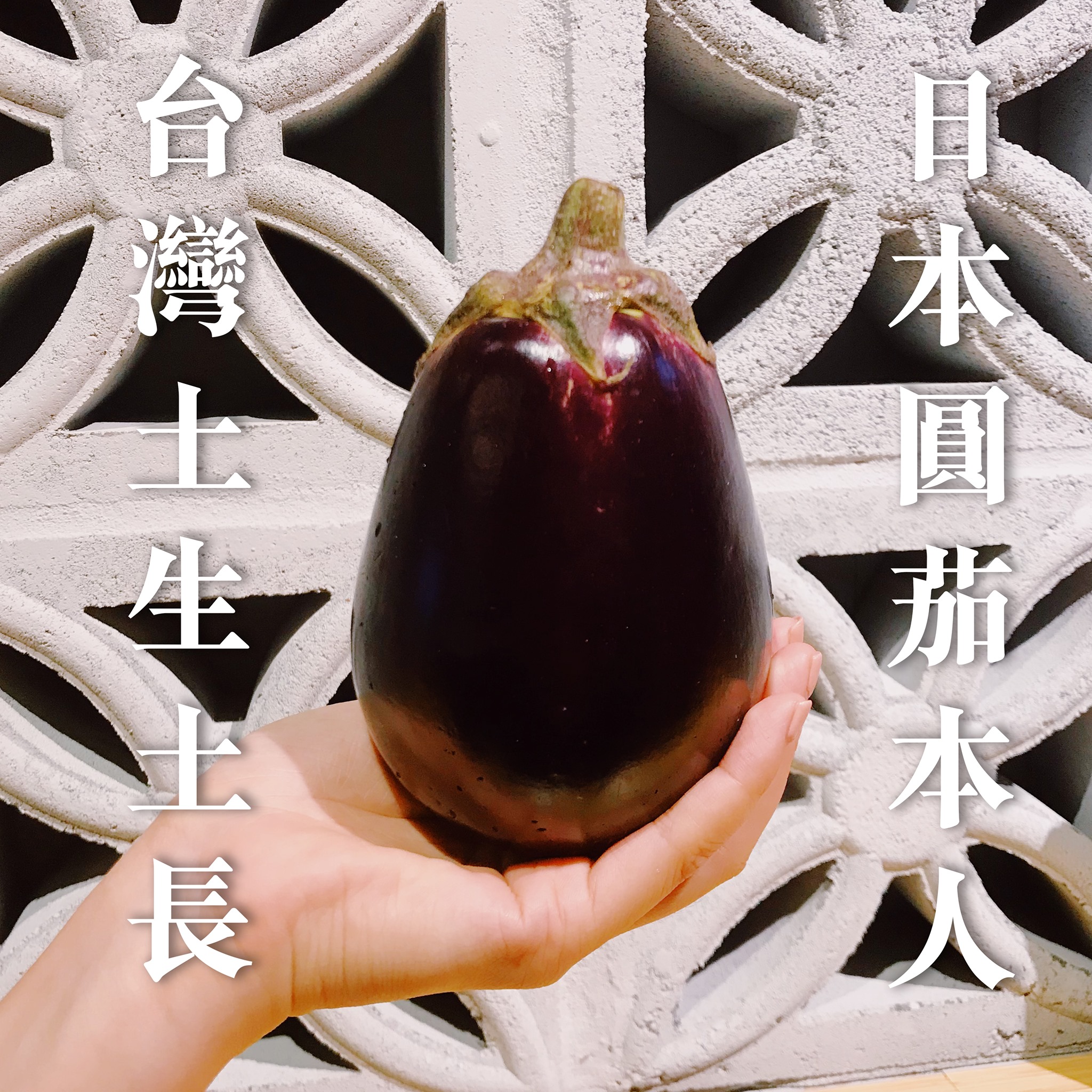 【在台灣長大的日本茄仔】 大家有看過這種圓滾滾的茄子嗎？... - 家吶子 台式居酒屋 Ka-la̍h-á | Facebook