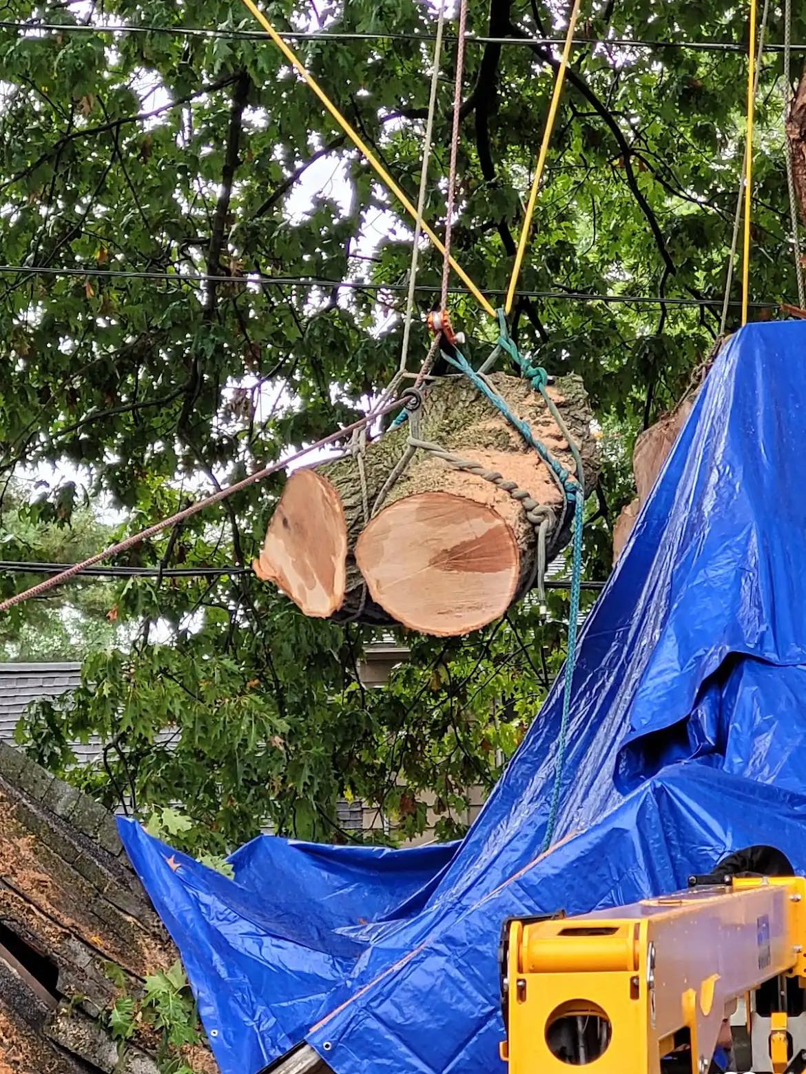 Mild Tree Care