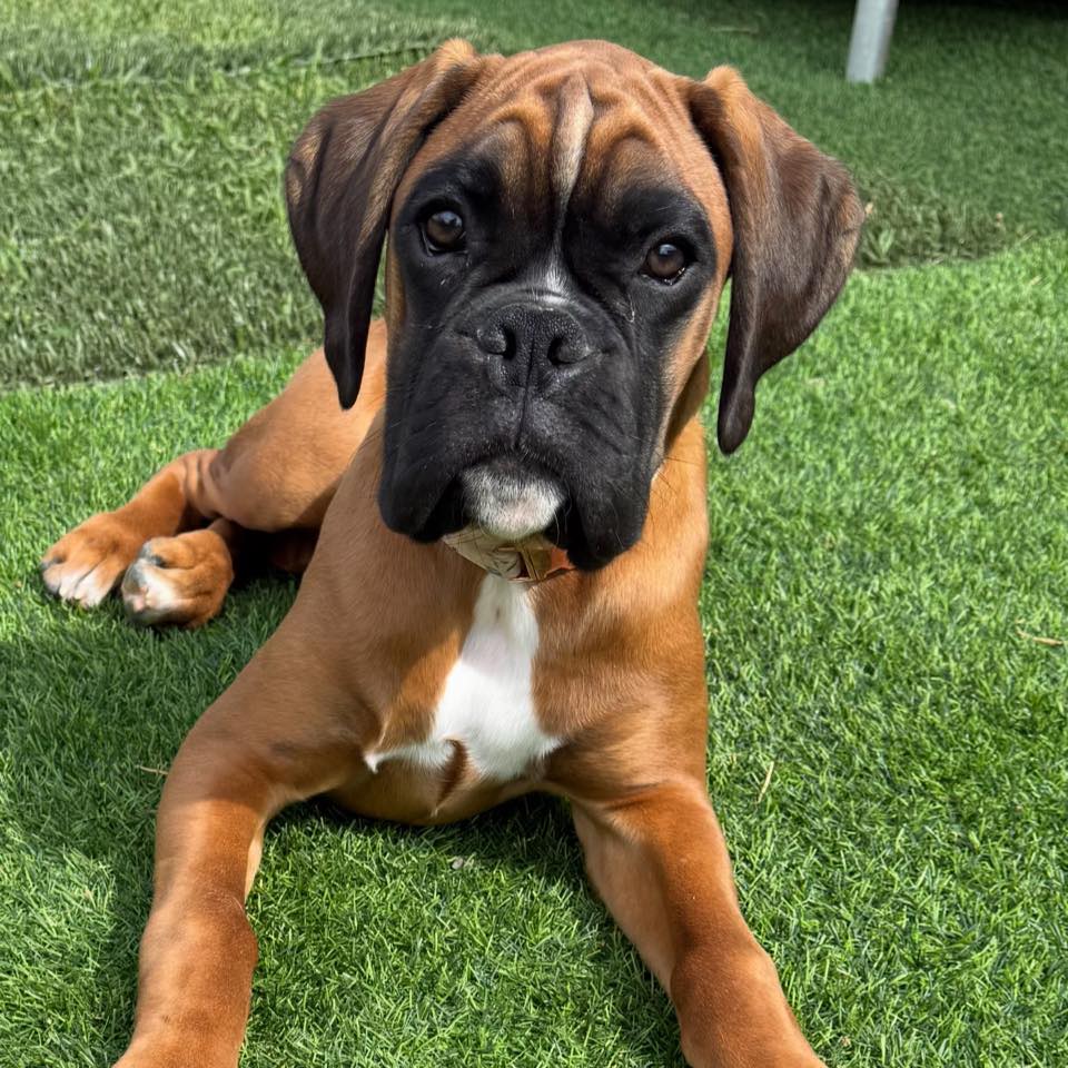 Knox🖤 | By BellRidge Boxers | Good morning from Knox. My sweet little ...