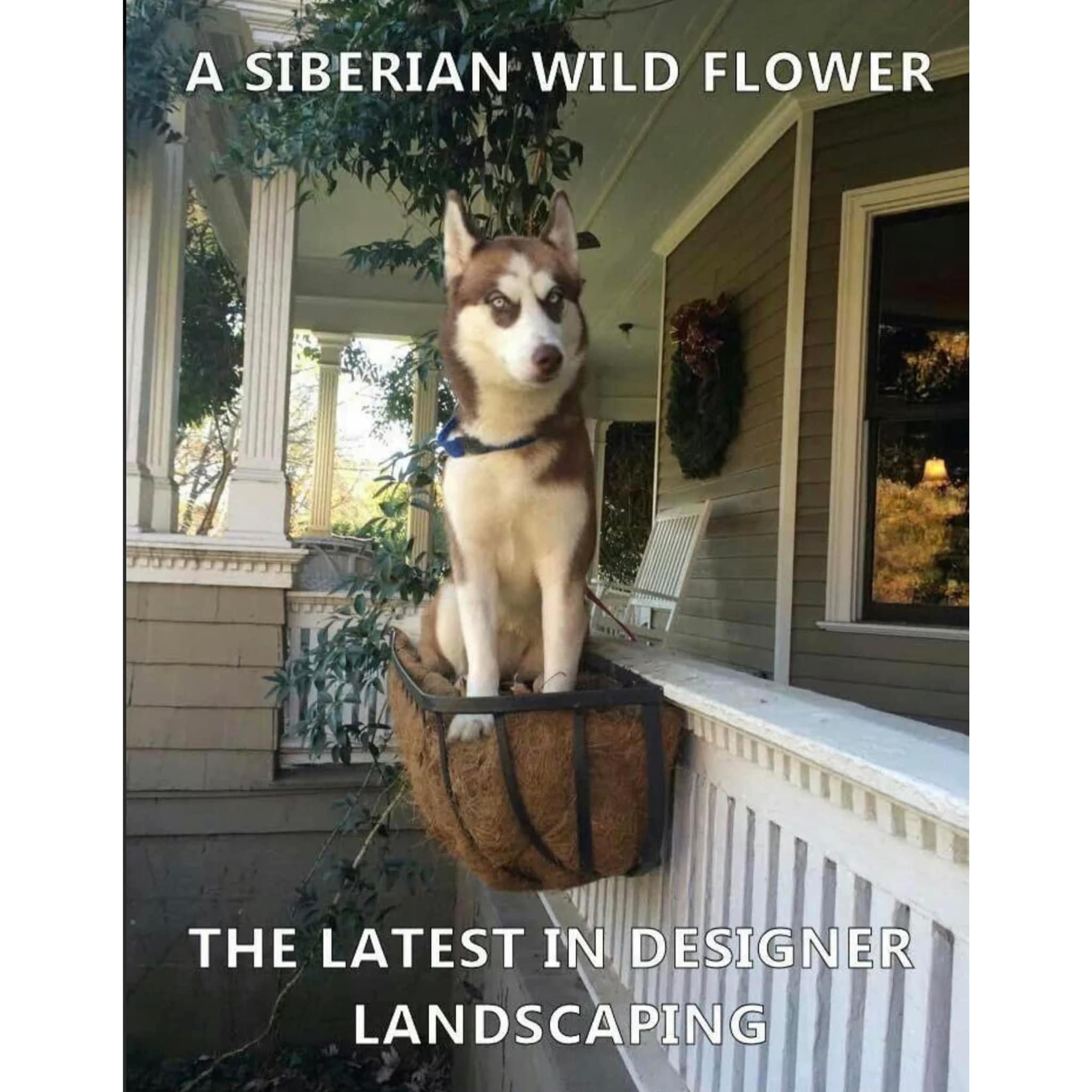 How are your... - Northern Exposure Siberian Husky Rescue