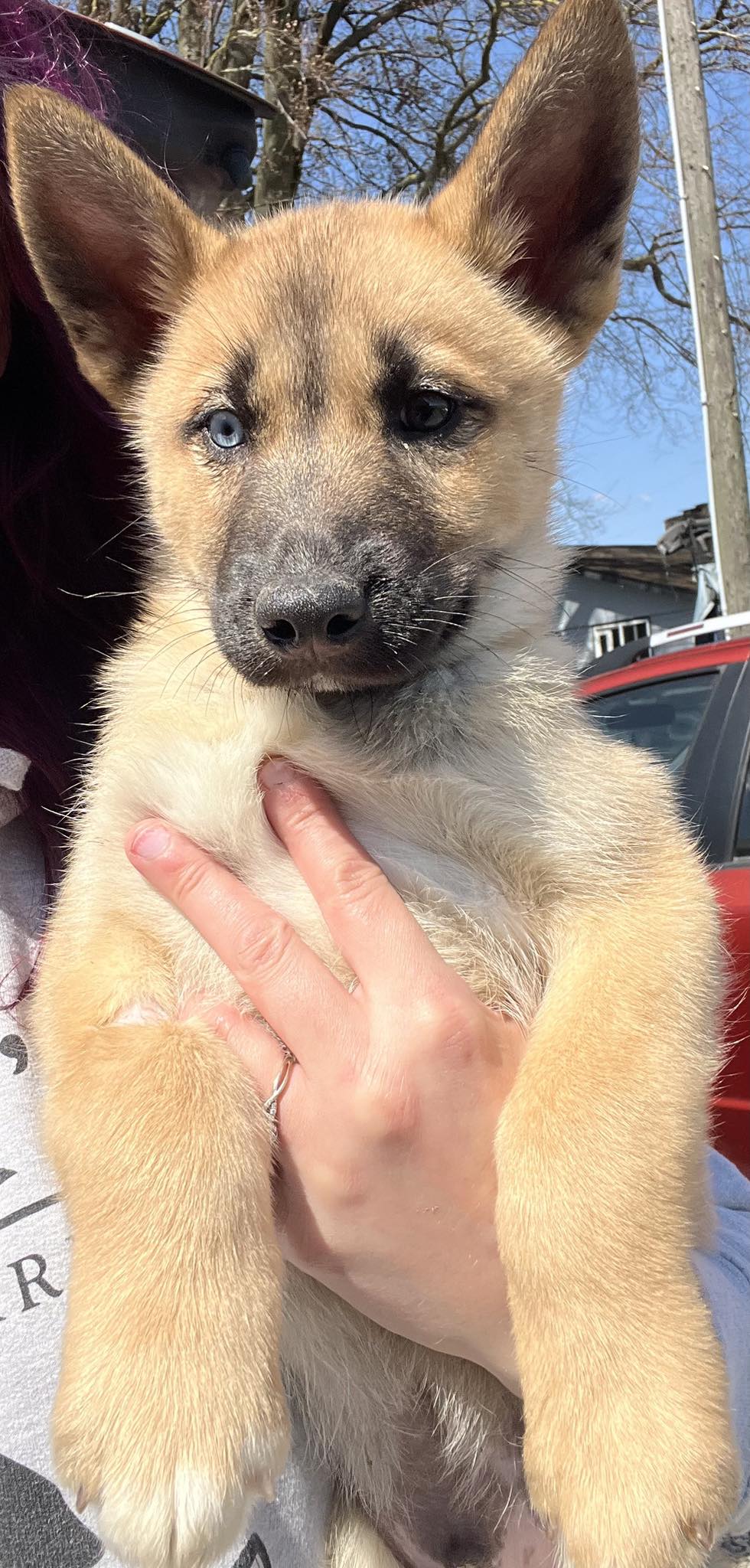Because - 💙VERNON - AVAILABLE ️HUSKY/SHEPARD MIX ️BORN 2-17-25 ️LIKELY ...