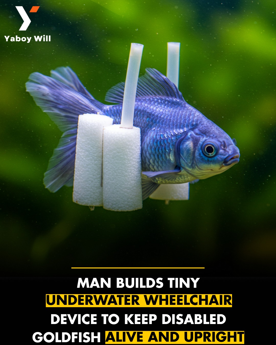 Yaboy - A man has gone viral for building a tiny underwater “wheelchair ...