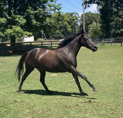 Windy Ridge Stables | Middletown CT