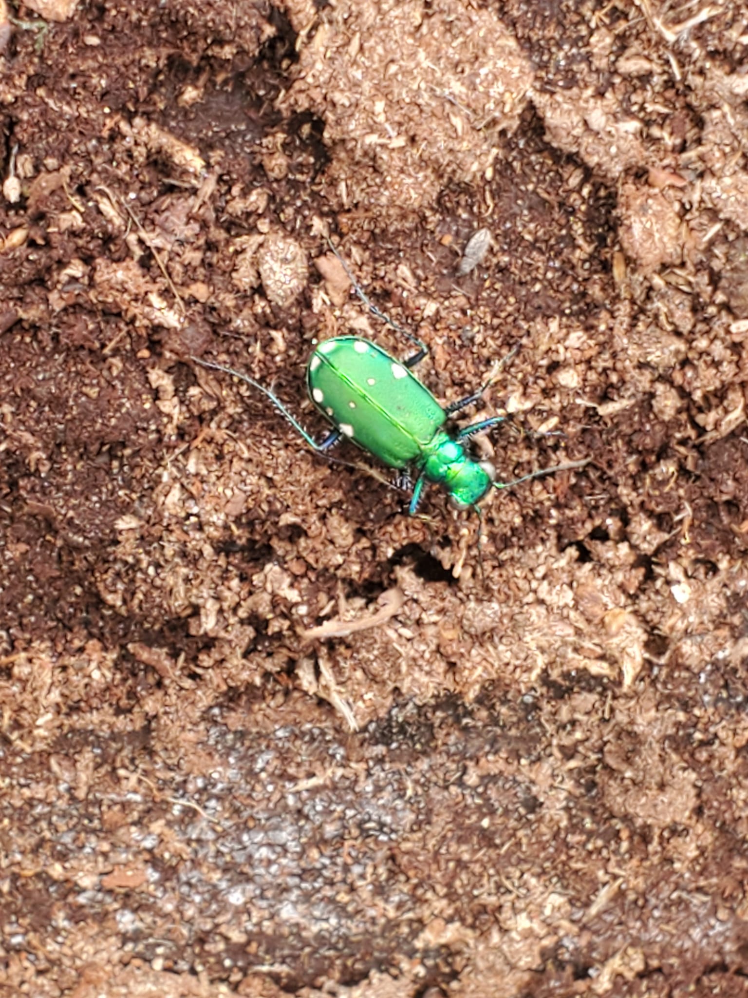 Tiger Beetle *(Cicindela sexguttata) *Six-Spotted - Warrick county