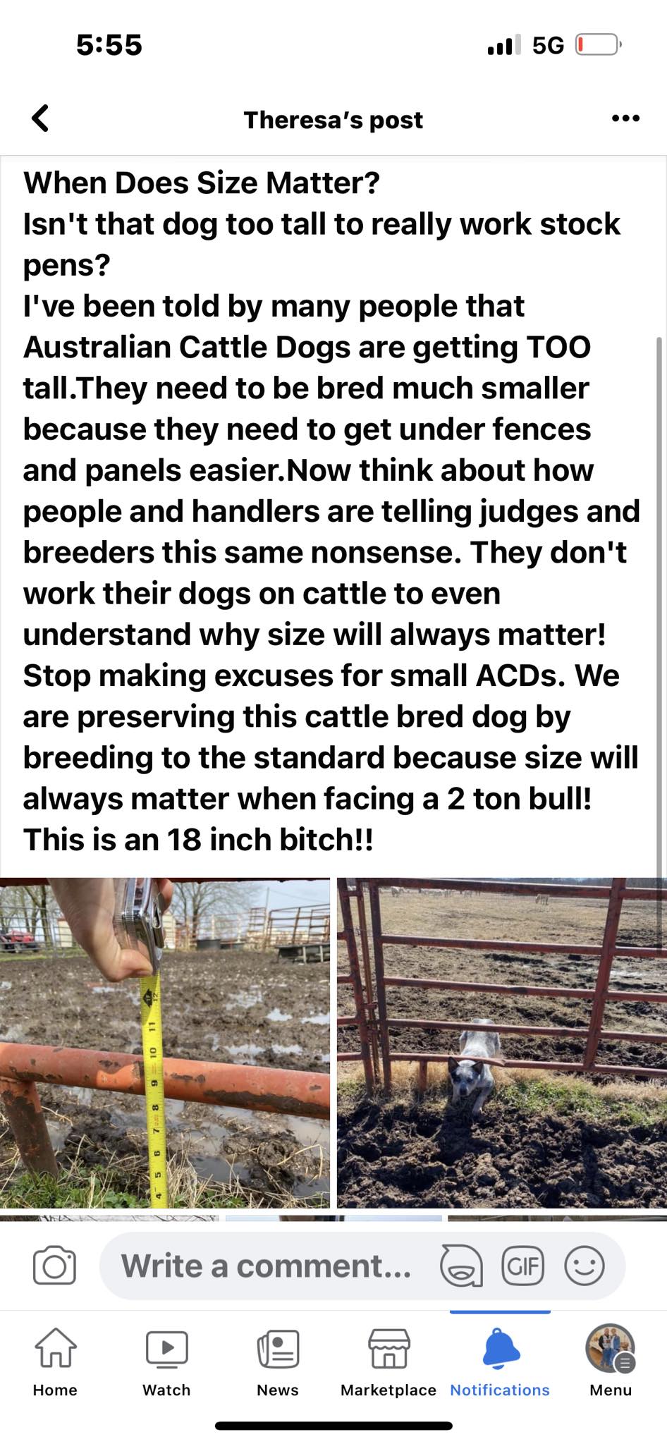 Buzzards Australian Cattle Dogs | Facebook