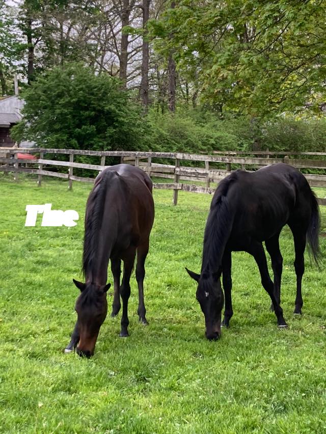 Windy Ridge Stables | Middletown CT