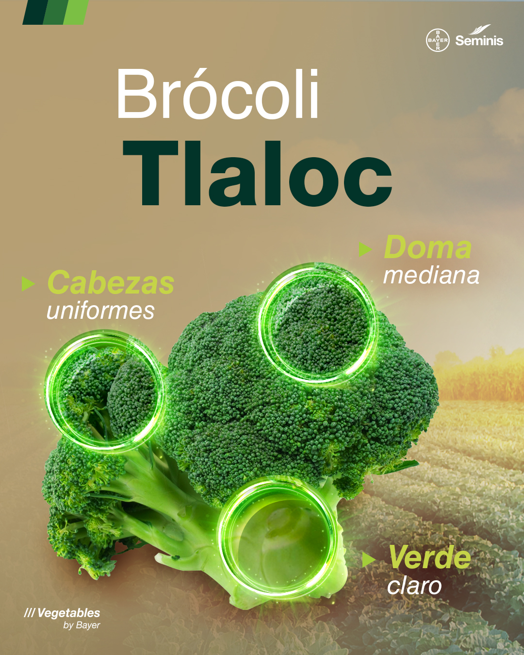 Seminis - 👨‍🌾 🥦 ¡Una de las variedades favoritas de los agricultores! 🥦 ...