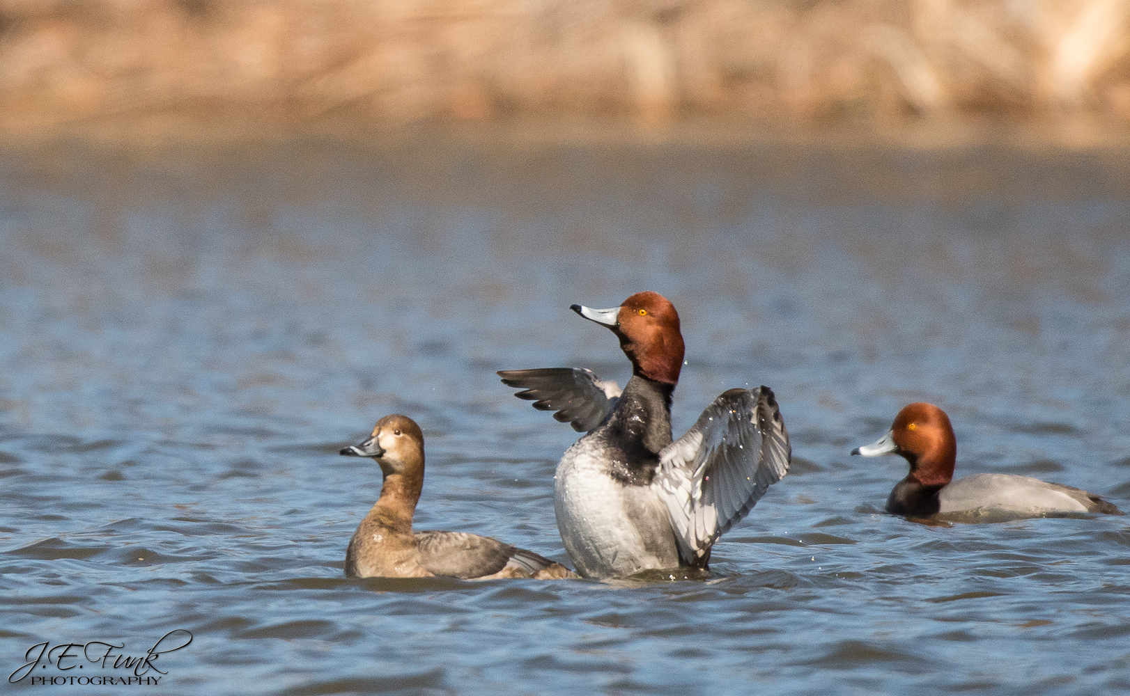 All Things Birding at Pool Wildlife Sanctuary
