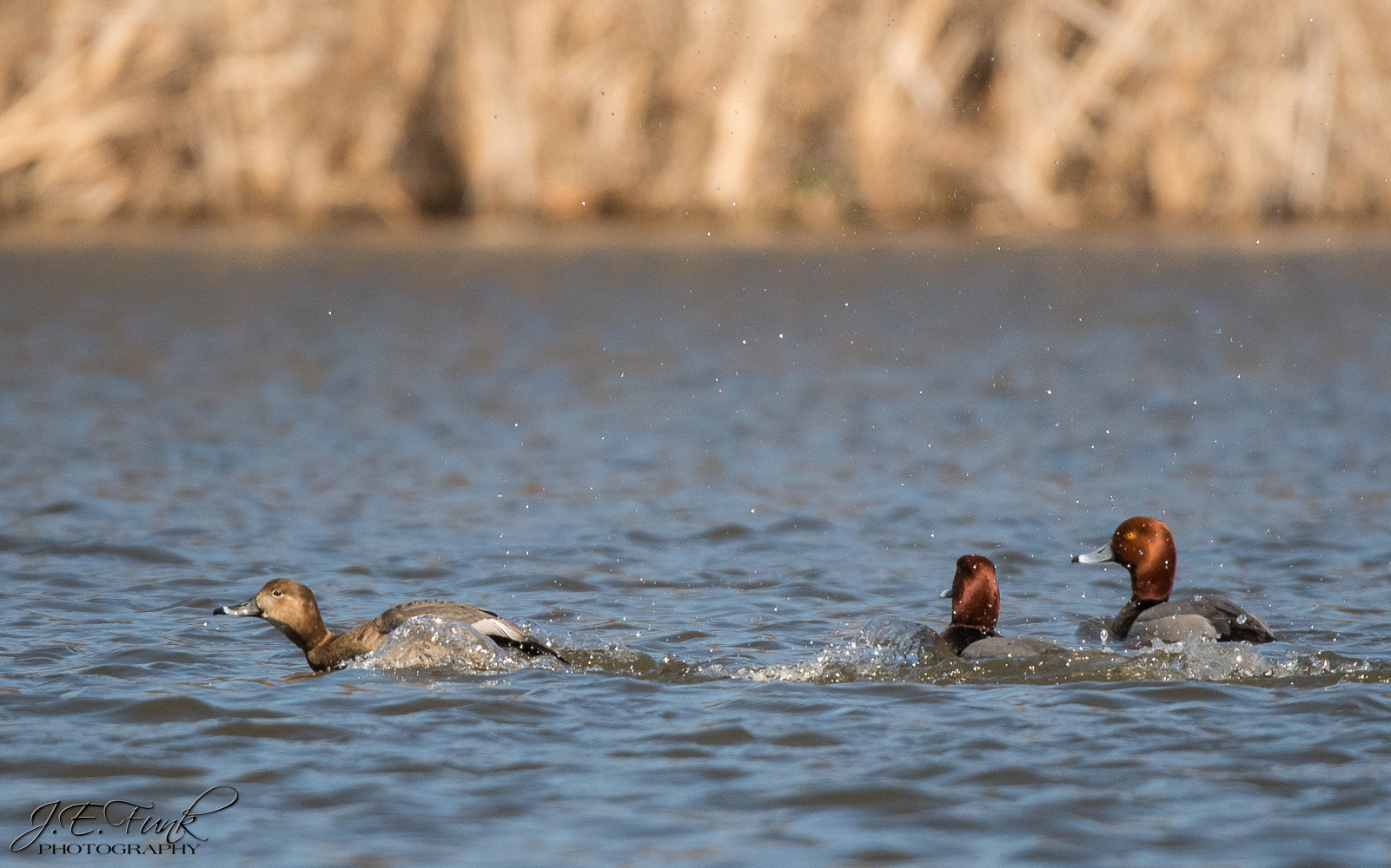 All Things Birding at Pool Wildlife Sanctuary