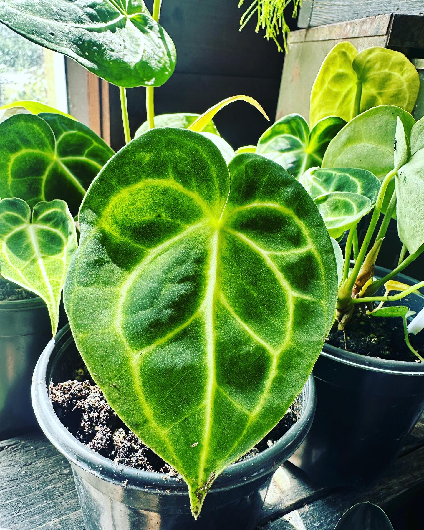 Are you looking for Variegated Anthurium Clavigerum? We have the