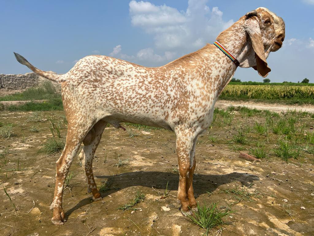 Bakra group