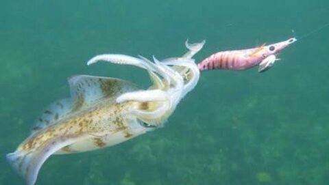 PERTH SQUID FISHING | Hi all just wondering if anyone has seen or heard ...