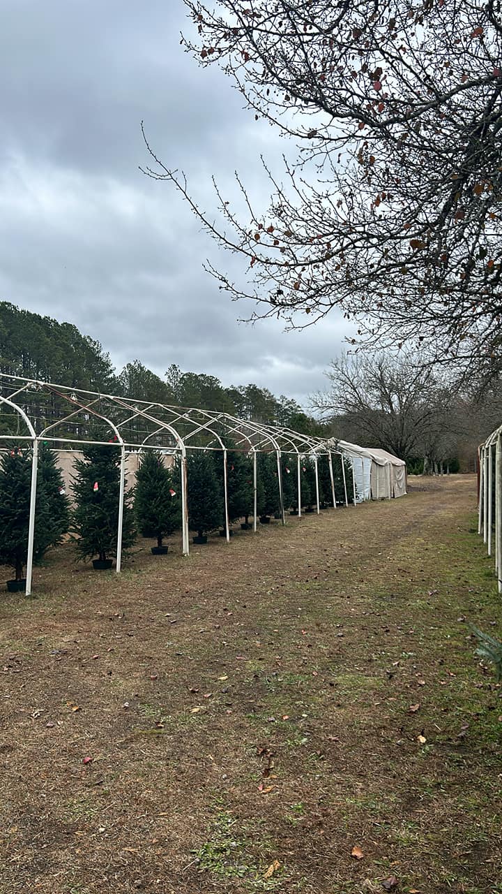 Wee Three Trees Christmas Trees | Fayetteville GA