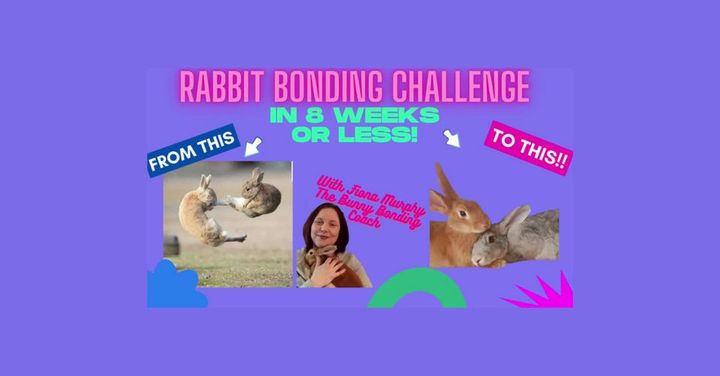 NEXT START DATE FOR MY 8 WEEKS OR LESS TO GET YOUR RABBITS BONDED ...