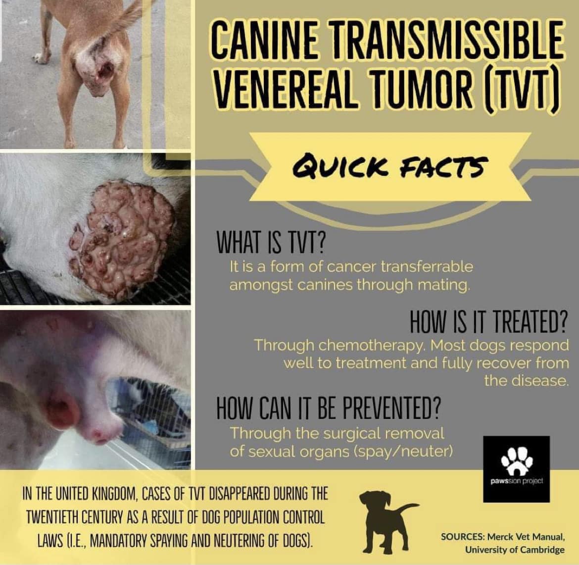 Quick facts about TVT- a transmissible cancer that we see here in ...