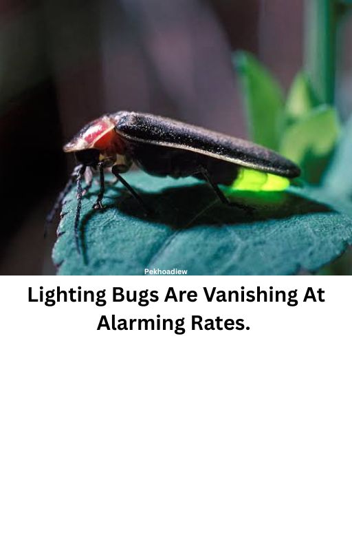 Theory - Lighting Bugs Are Vanishing At Alarming Rates. Pesticides and ...