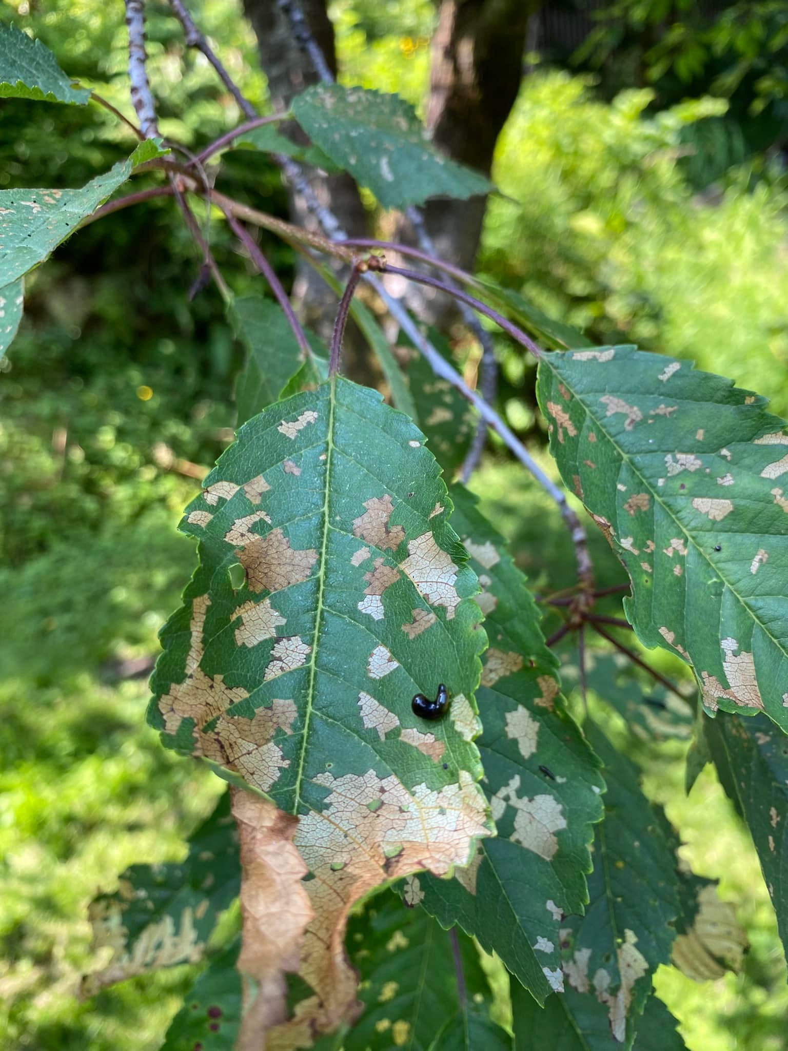 Addicted To Gardening | If this is pear slug infestation any ...