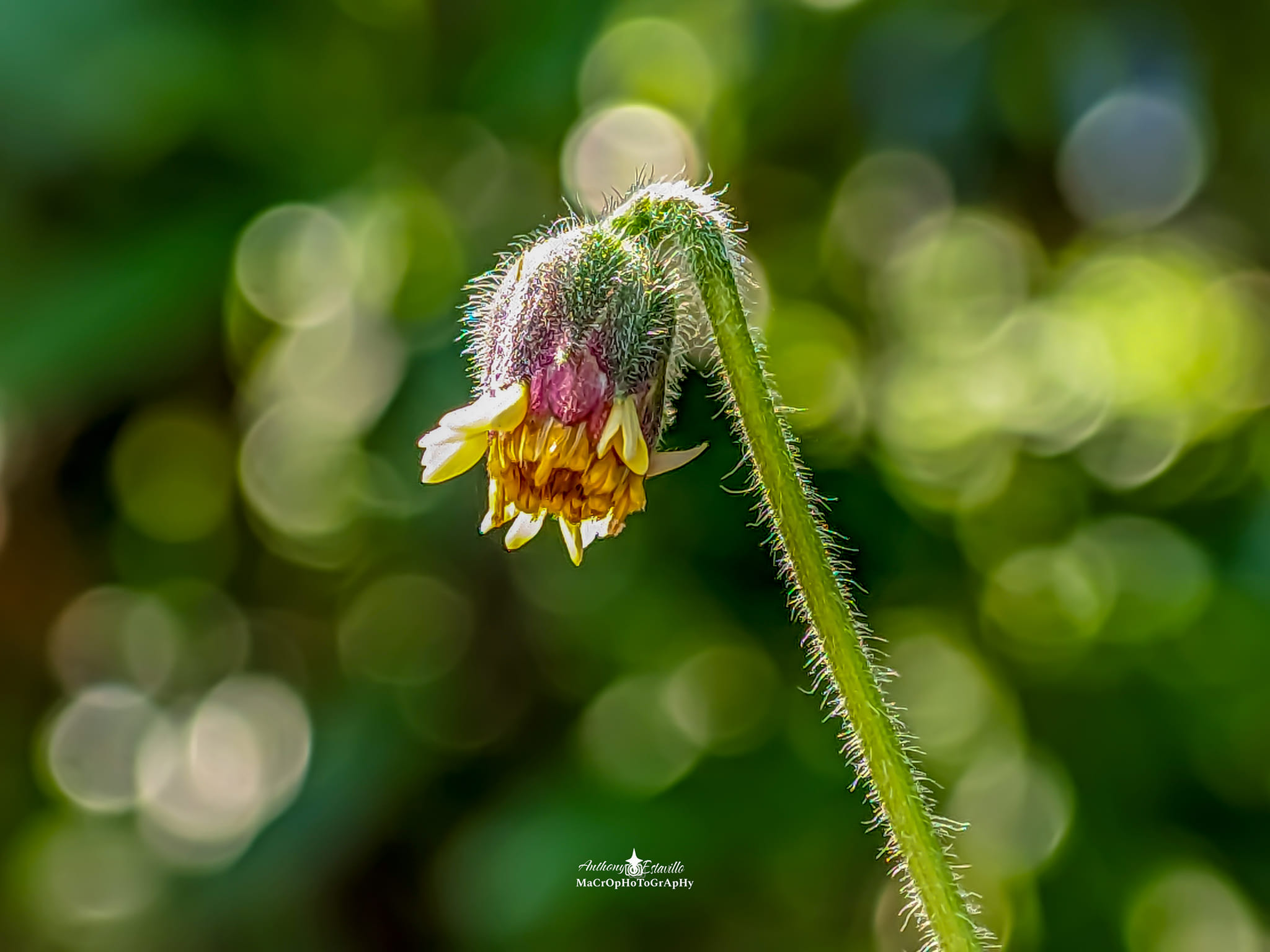 Tridax daisy close-up