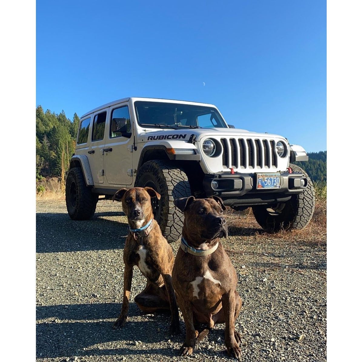 Riot Recon - Repost from @riotoffroadusa • Just a couple Dirty Dogs up ...