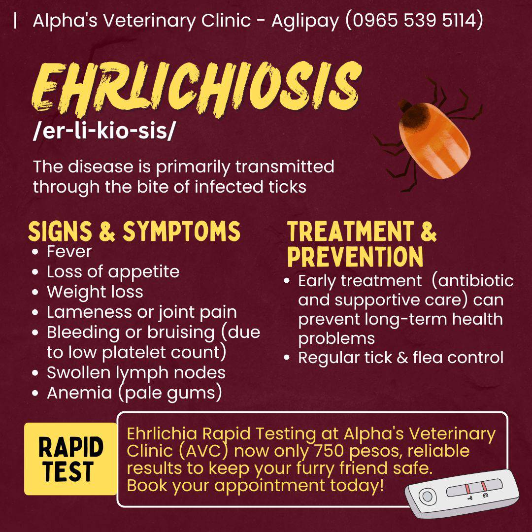 Curated visual reference: Picture Idea: Alpha S Veterinary Clinic