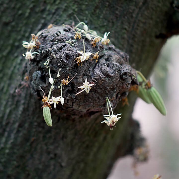 チョコロンブス カカオの花は 幹 枝の区別なく咲く幹生花 メキシコで見てきたカカオのことをコラムに書きました プロフィールのウェブサイトからコラム読んでくださいね チョコロンブス Chocolumbus Cacao Cacau Kakao カカオ クラフトチョコレート