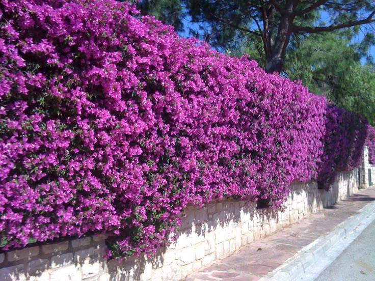 Midula Plants - Midula Plants added a new photo.