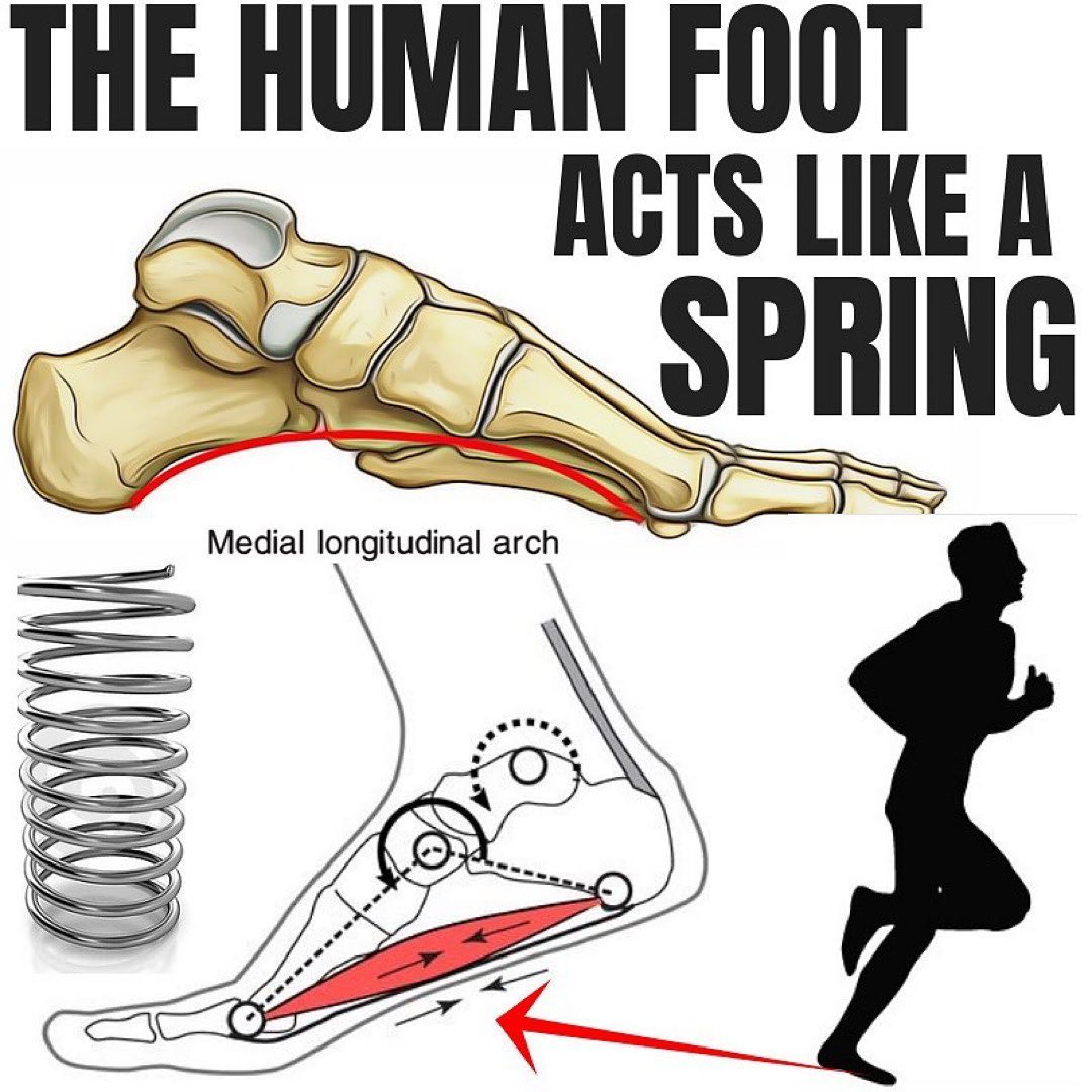 The Foot - Great post by @optimize.physiotherapy that unpacks how the ...