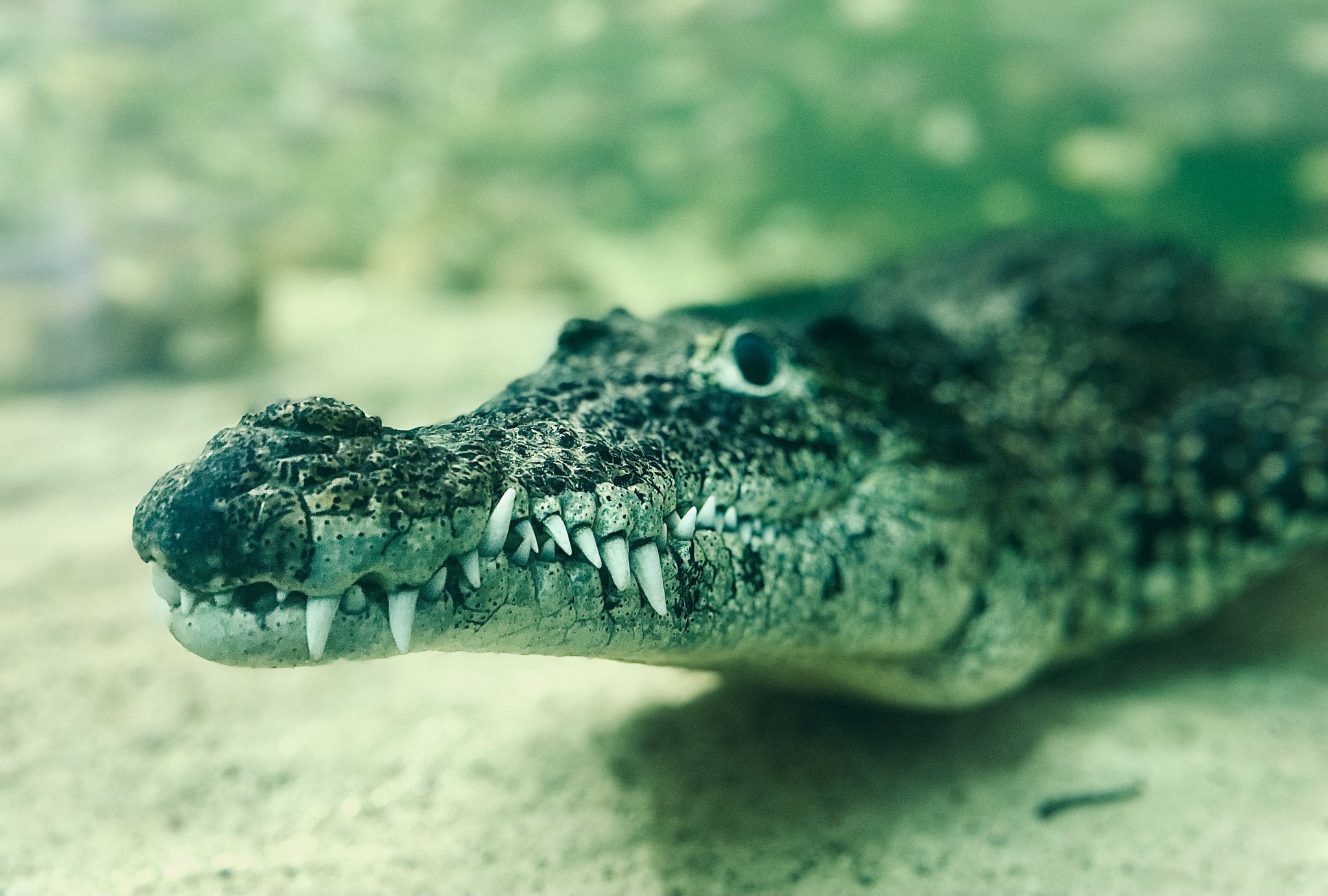 Longleat - Check out Cayo's teeth! 🐊 Cuban crocodiles like Cayo and ...