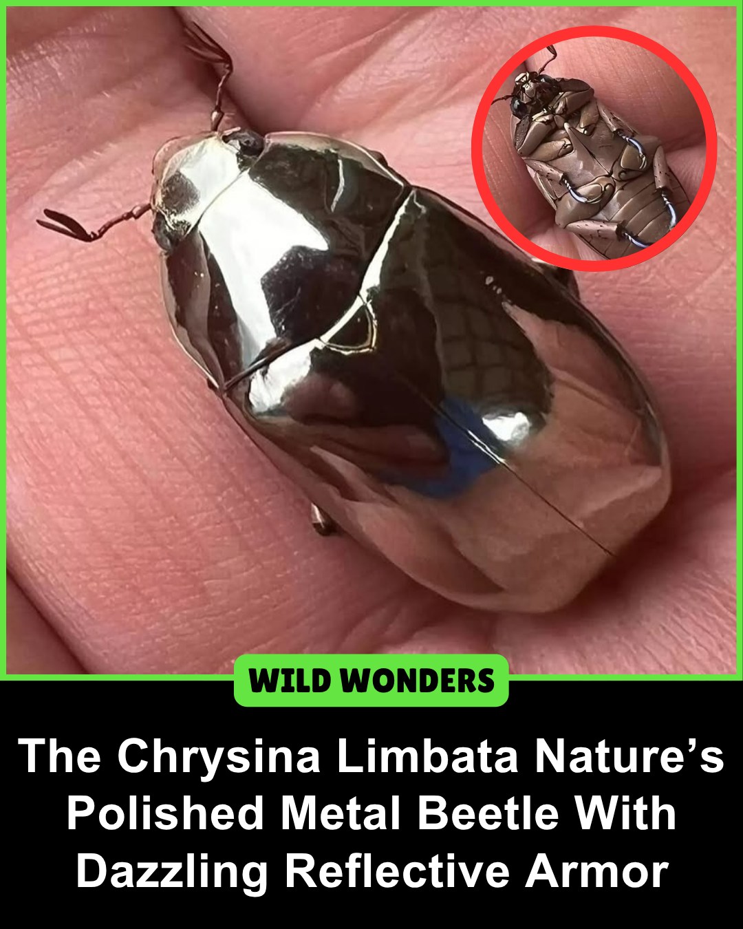 Wild - At first glance, the Chrysina limbata looks more like a piece of ...