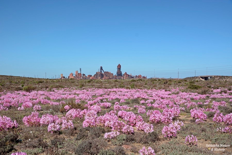 Jacobsbay Bio-Nature Reserve | Saldanha