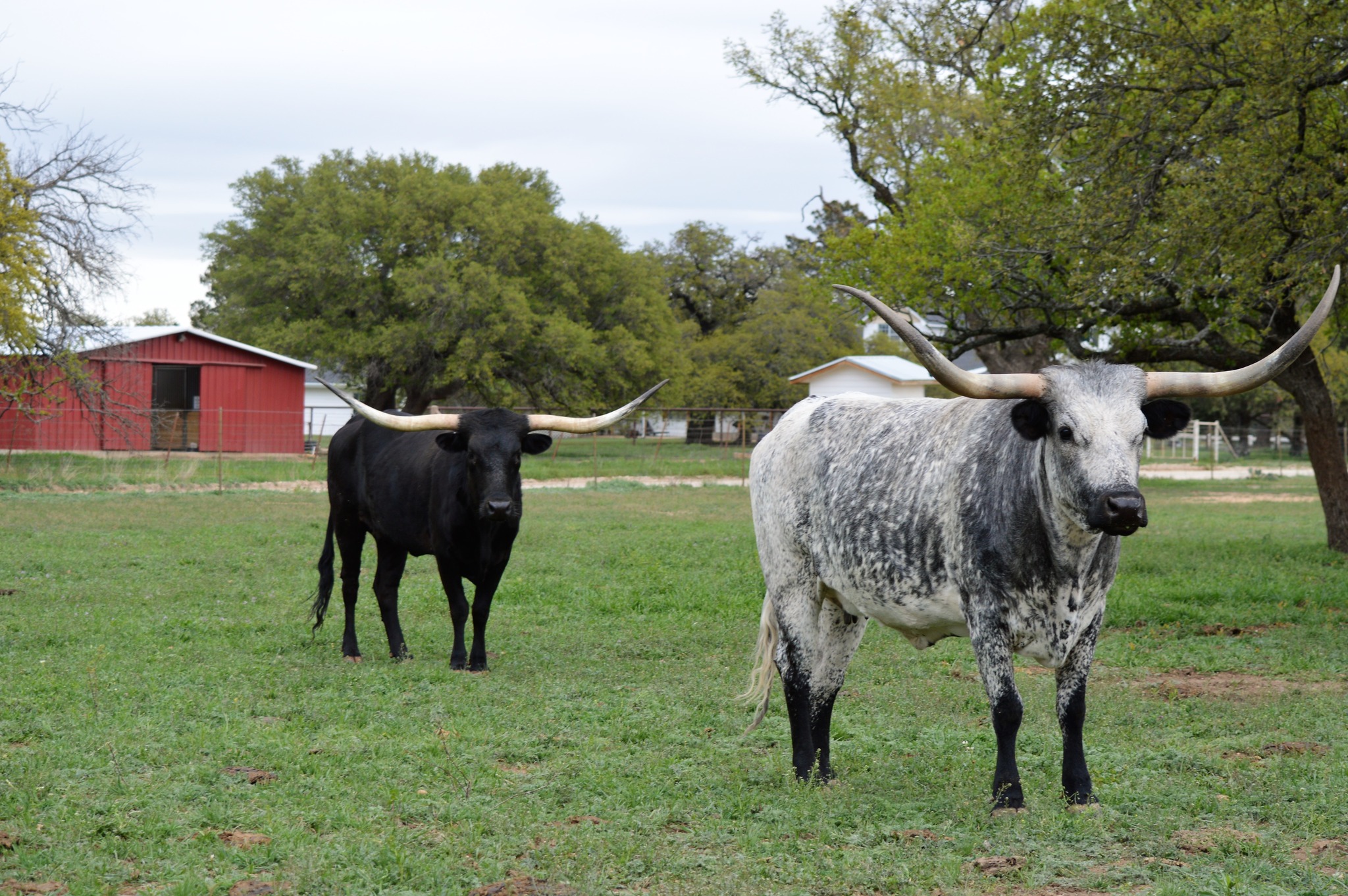 Windy Ridge Ranch | Cross Plains TX