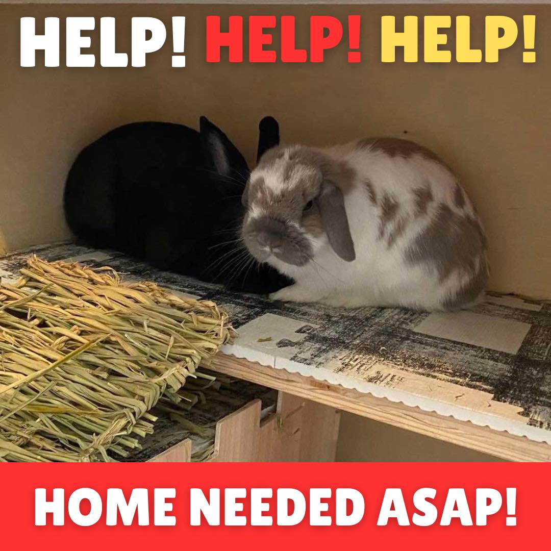UPDATE: This pair now has... - Huntsville House Rabbits | Facebook